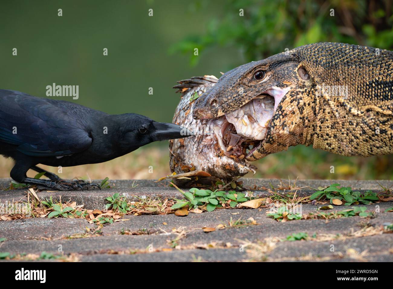 Komodo Monitor lizard dragon and a black raven is eating a fish in Lumphini Park, Bangkok Thailand Stock Photo
