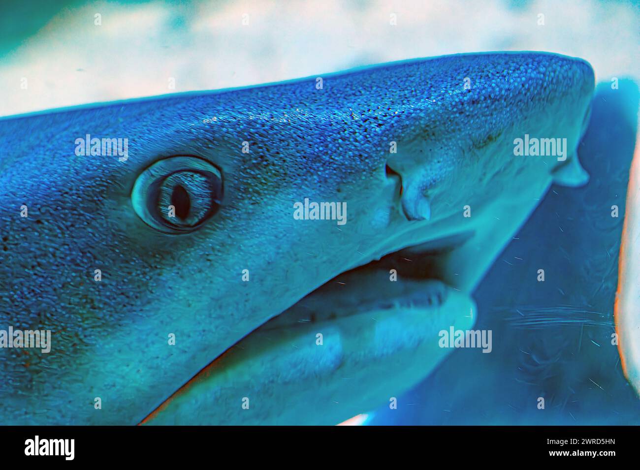 Underwater photo of a tawny nurse shark lying on coral reef in clear water Shorttail nurse shark swimming in an aquarium. These small sharks are found Stock Photo