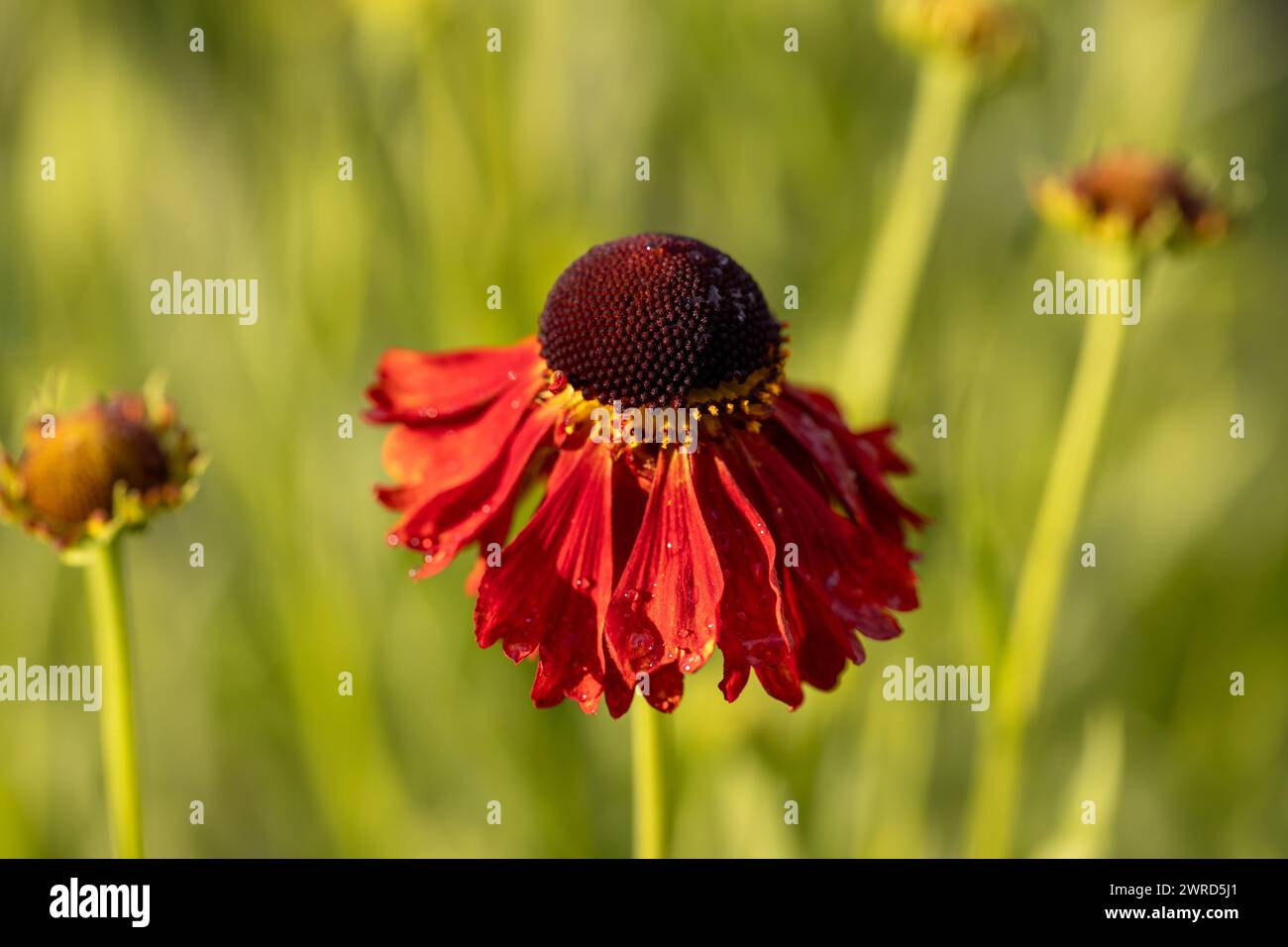 Helenium leaves hi-res stock photography and images - Alamy