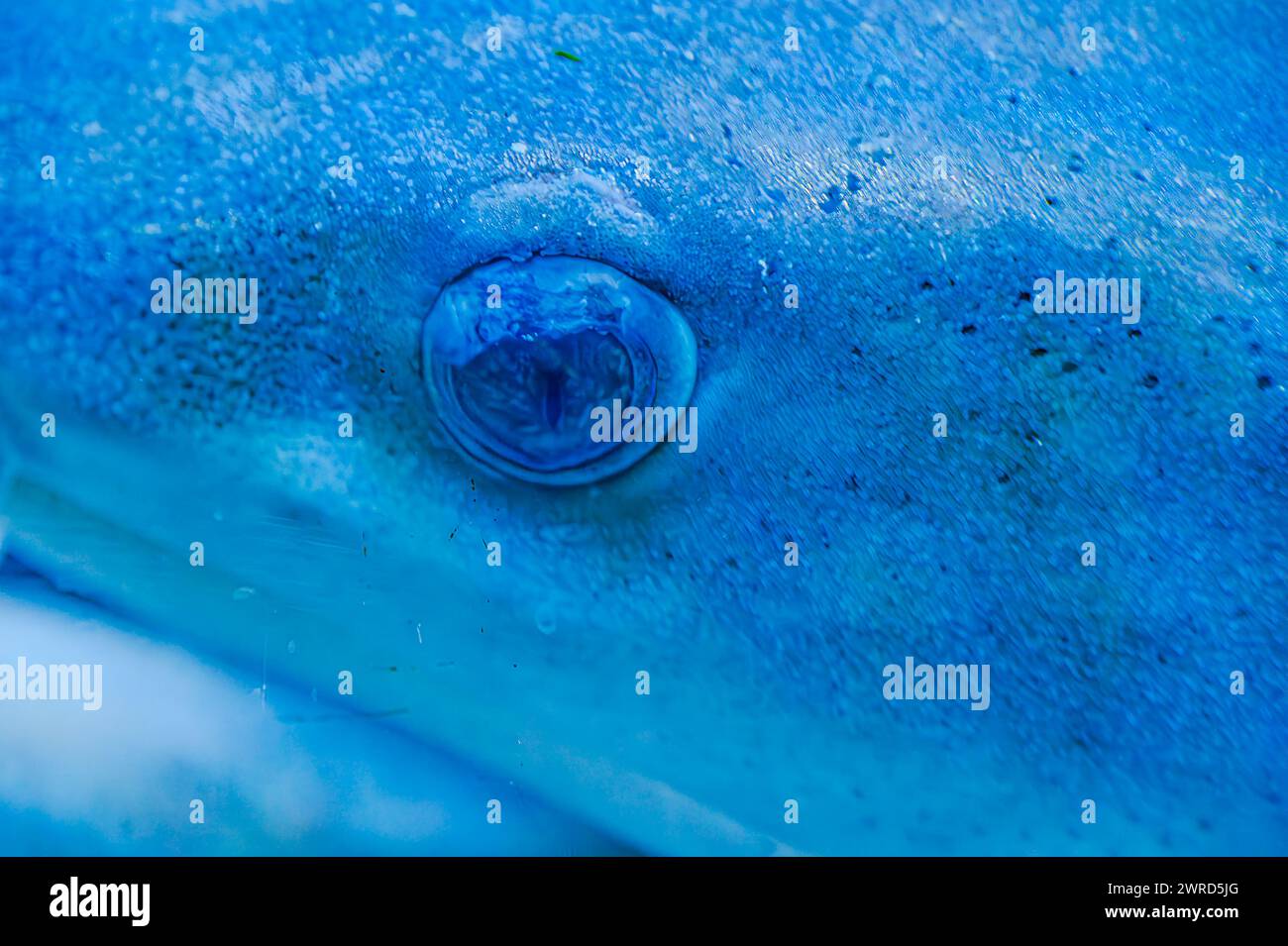 Underwater photo of a tawny nurse shark lying on coral reef in clear water Shorttail nurse shark swimming in an aquarium. These small sharks are found Stock Photo