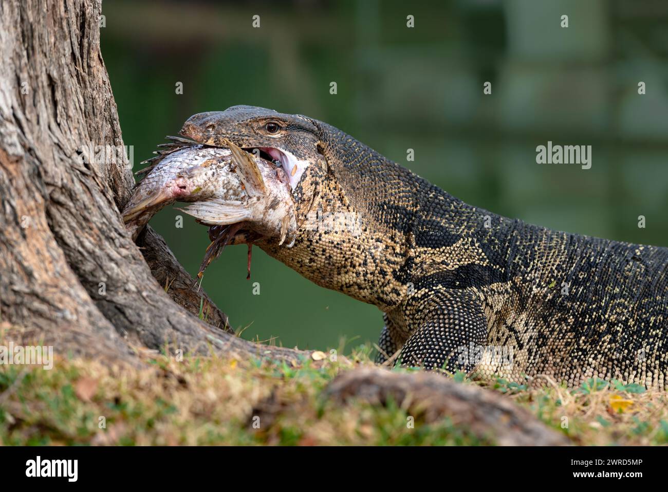 Dragon tail hi-res stock photography and images - Page 53 - Alamy