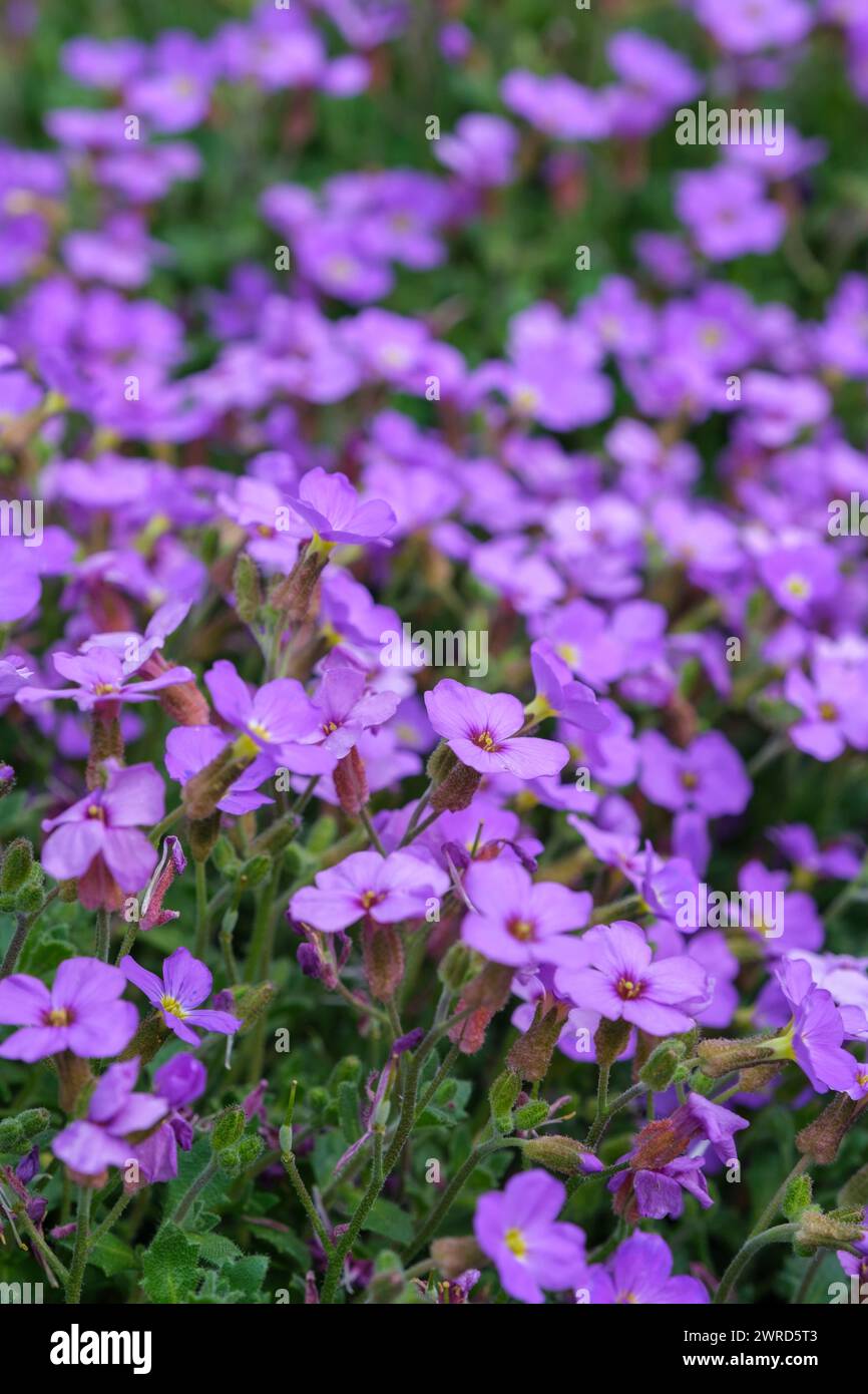 Aubrieta Lavender Gem, Purple Rock Cress, lilacbush, rainbow rock cress, purple flowers Stock Photo