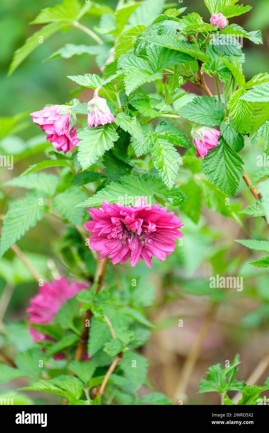 Rubus spectabilis Olympic Double, salmonberry Olympic Double, double bright purple-pink flowers Stock Photo