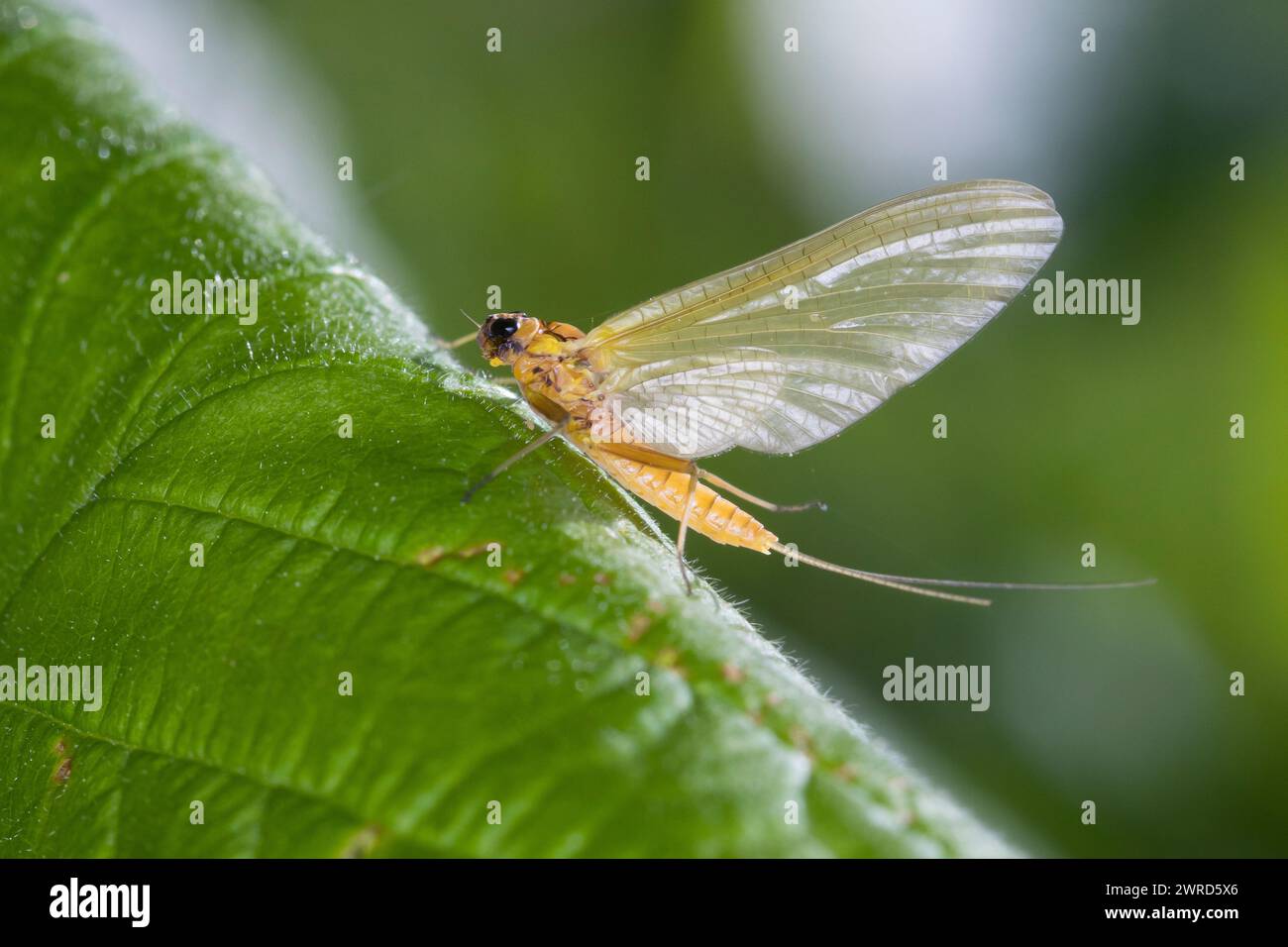 Schwefelgelbe Eintagsfliege, Gelbe Eintagsfliege, Schwefel-Aderhaft, Eintagsfliege, Subimago, Weibchen, Heptagenia sulphurea, Yellow May, Yellow mayfl Stock Photo