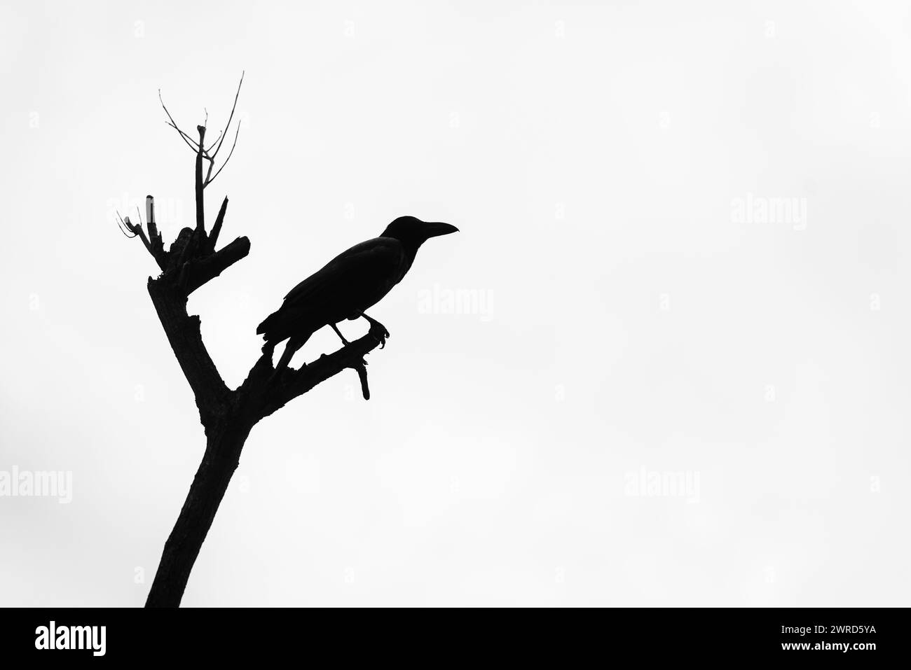 Common black raven silhouette sits watches old dry tree Stock Photo