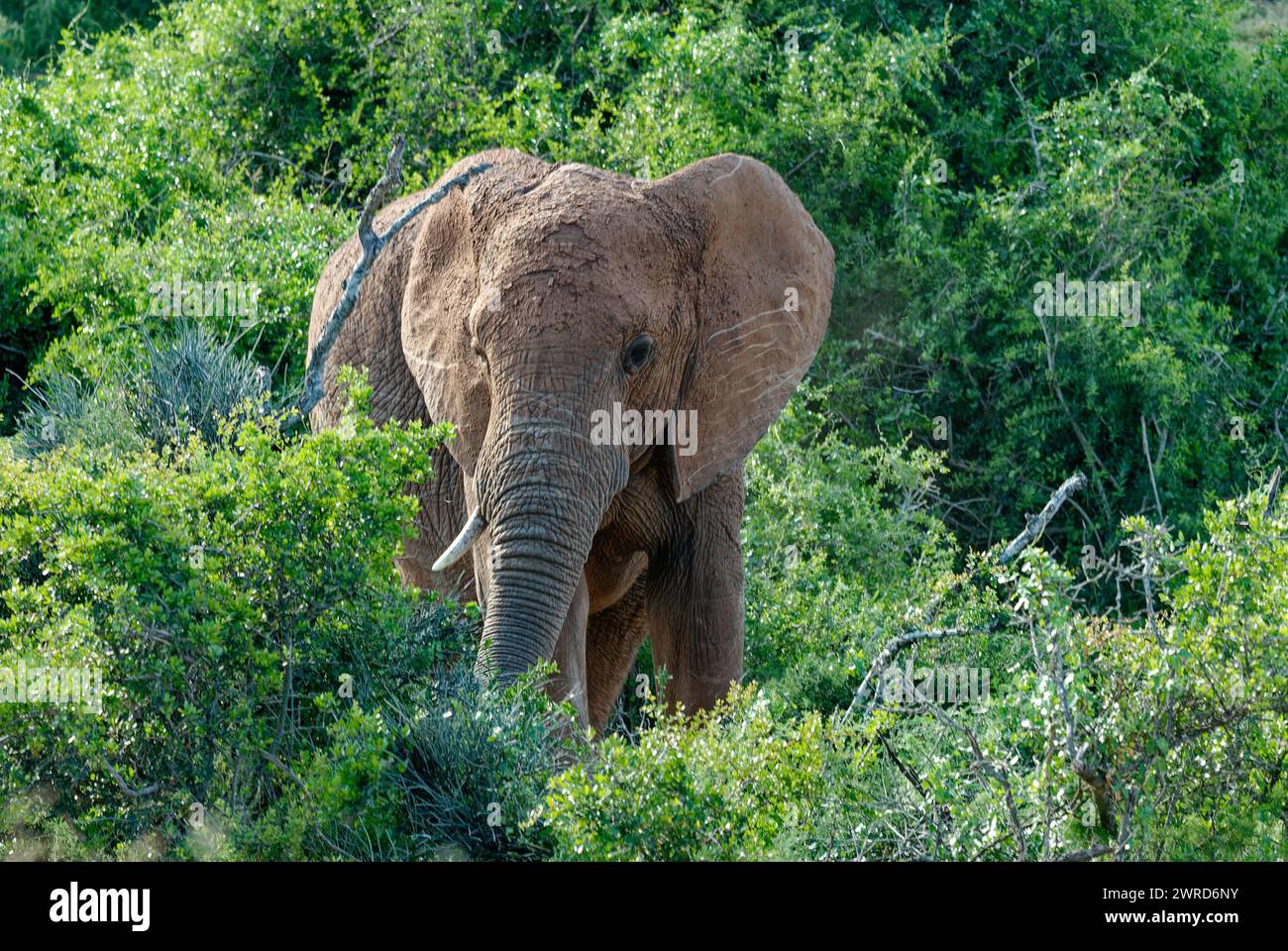 Elephants at play - large elephant missing one tusk standing in the middle of trees and bushes. Delightful frame. Stock Photo