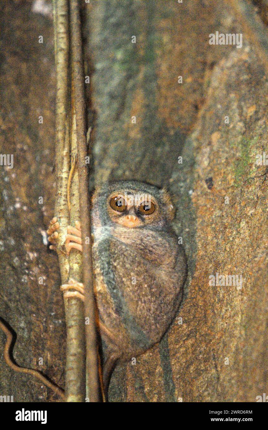 Primate conservation approach hires stock photography and images Alamy