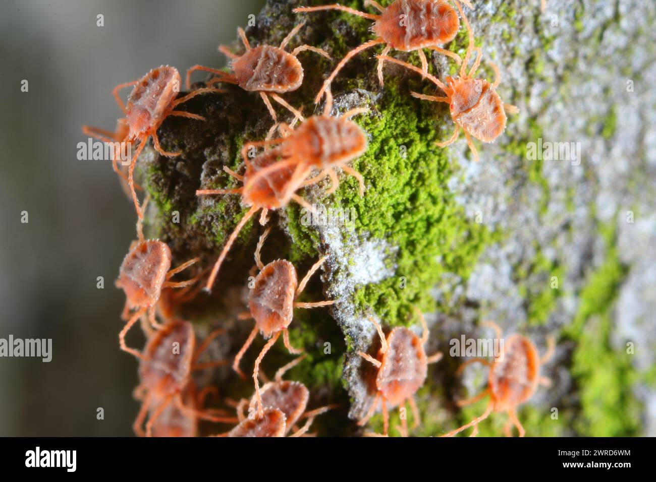Mass group Mites of genus Bryobia in the spider mite family, Tetranychidae. These pests feed on plants. Stock Photo