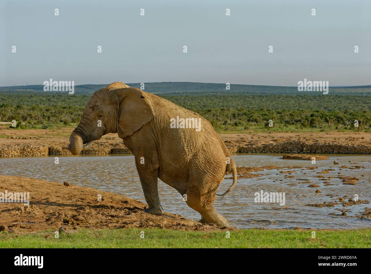 A large, muddy elephant with a knotted trunk climbing out of a water hole. Stock Photo