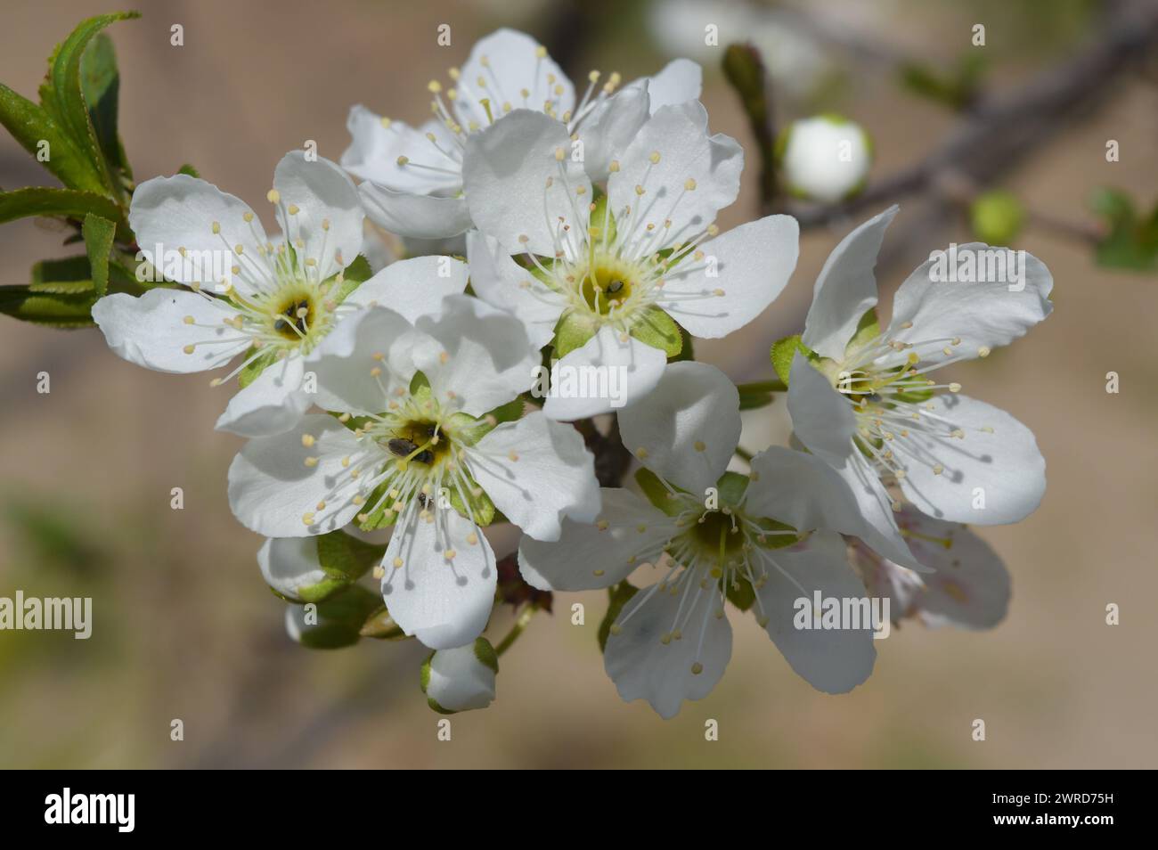 Pear in full bloom hi-res stock photography and images - Alamy