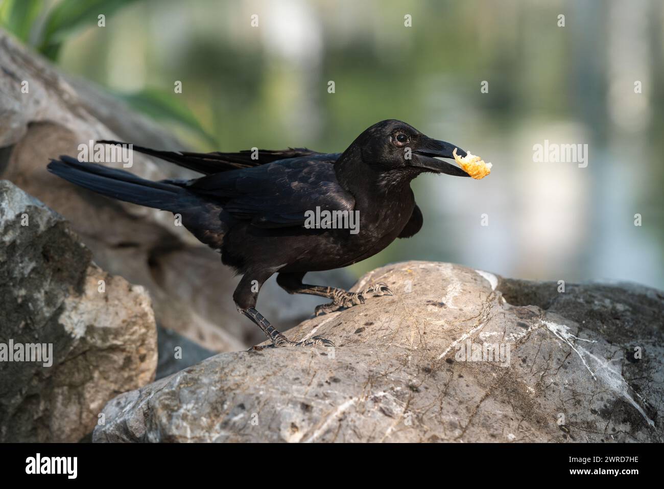Portrait image of single large raven holds peace of bread in its beak in the park outdoor Stock Photo