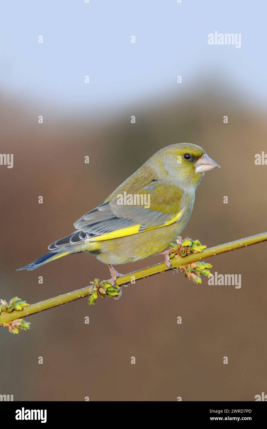 European Greenfinch ( Carduelis chloris ) perched on a branch with yellow blossoms, forsythia branch in spring, typical garden bird native songbird, r Stock Photo