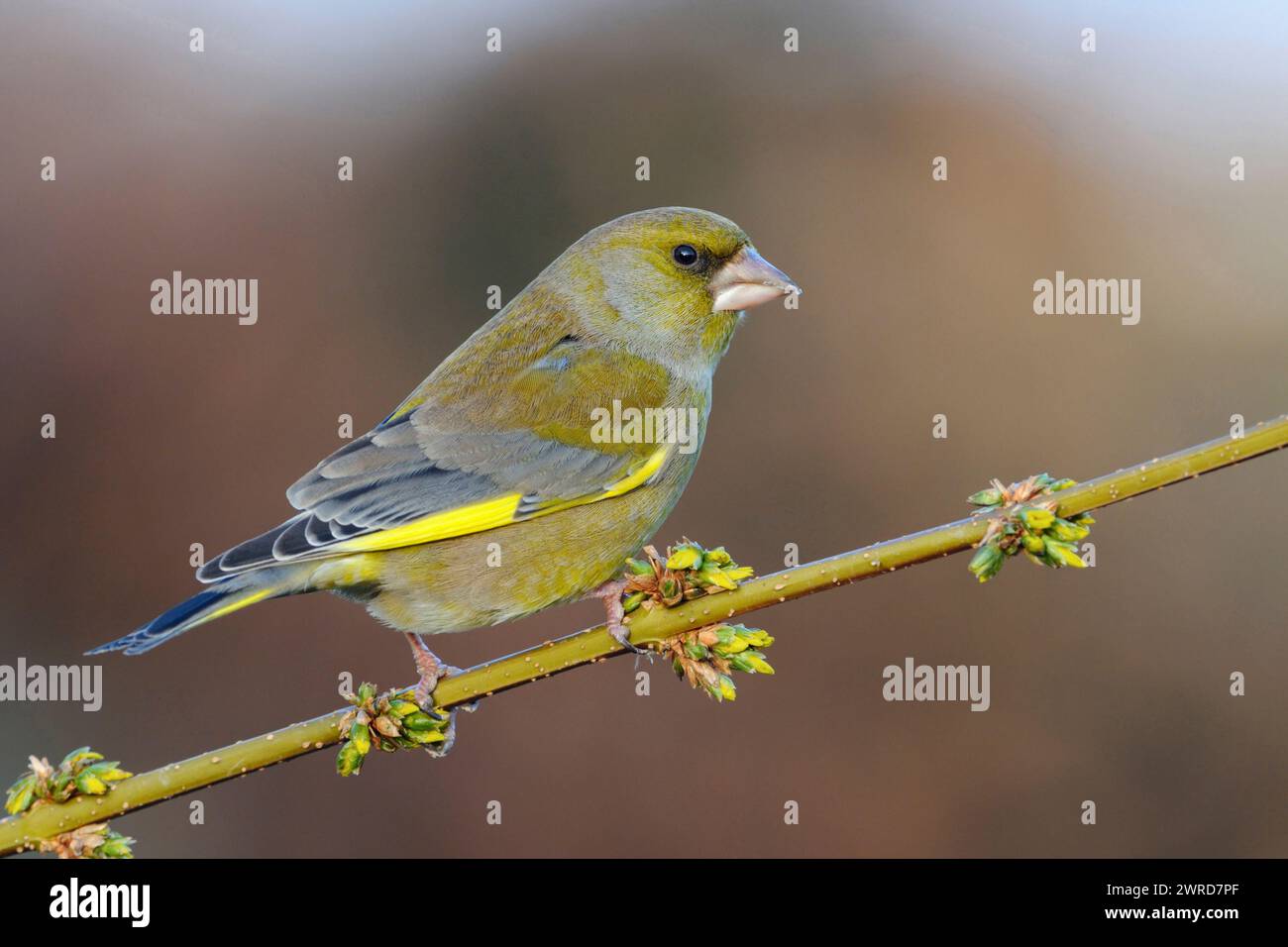 European Greenfinch ( Carduelis chloris ) perched on a branch with yellow blossoms, forsythia branch in spring, typical garden bird native songbird, r Stock Photo