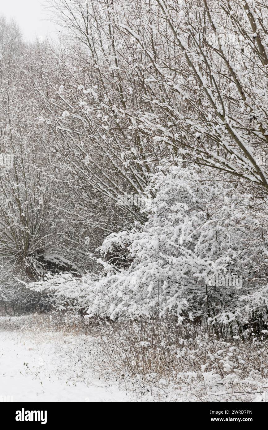 Onset of winter, snow covered bushes and trees, natural area in old rhine sling near Düsseldorf, Germany, landscapes and nature in Europe. Stock Photo