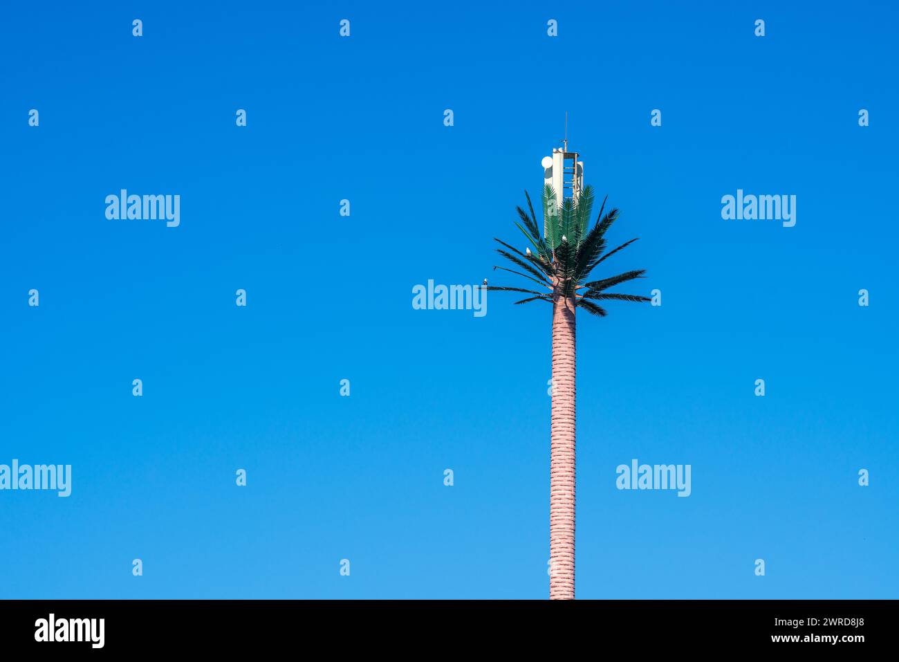 Telephone antennas hidden in a fake palm tree Stock Photo