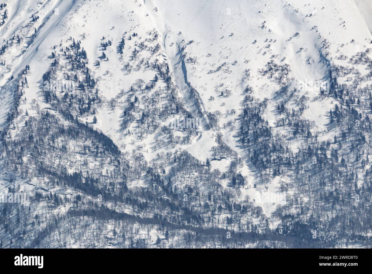 Close-up of forests at base of snowy volcano Yotei mountain in winter Stock Photo