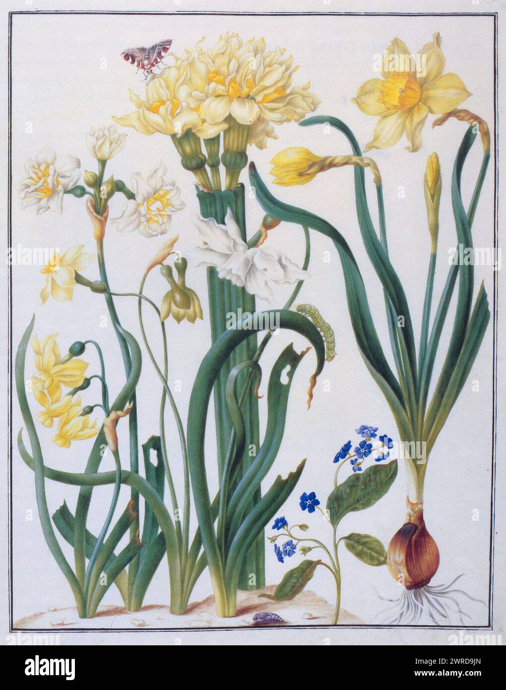 Illustration of daffodils, and butterfly by Maria Sibylla Merian, 17th century