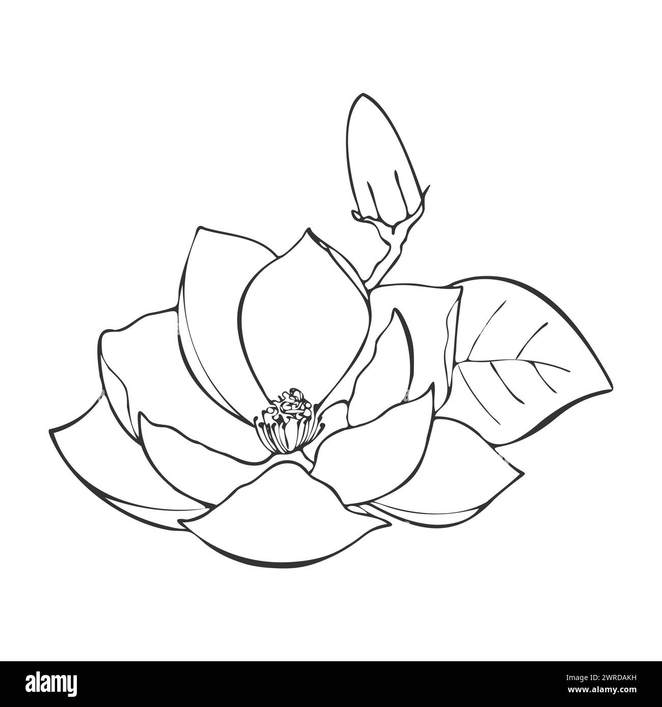 Isolate Drawing Lotus flower hand drawn contour. Water lilia isolate. Doodle drawing ...