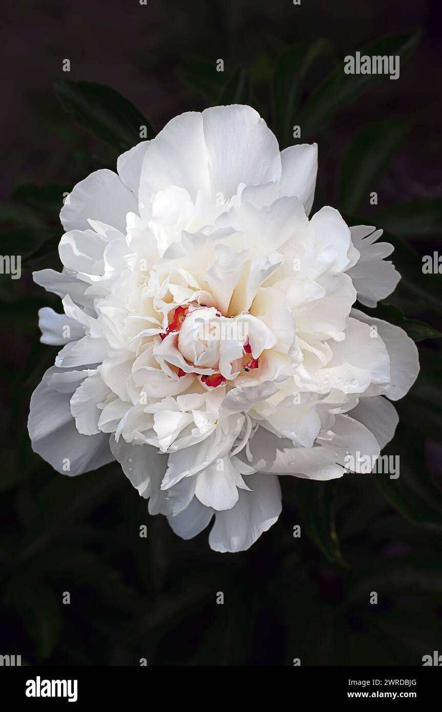 A white peony flower in full bloom on a dark background. Vertical photo of a garden flower. Stock Photo