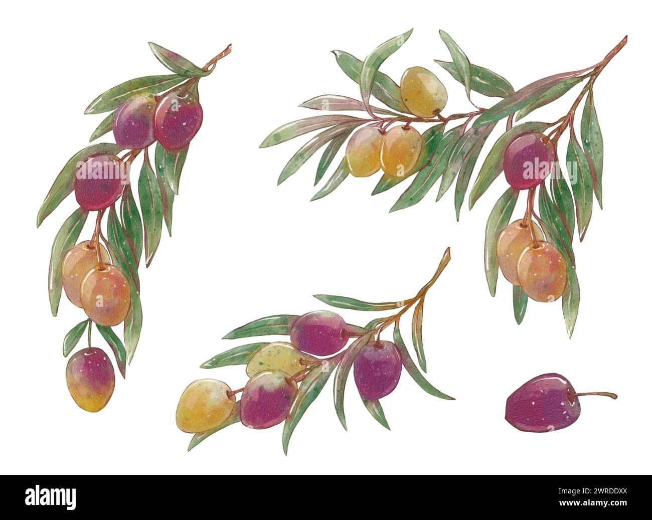 Set of Watercolor olive branches with green and black olives. Hand ...