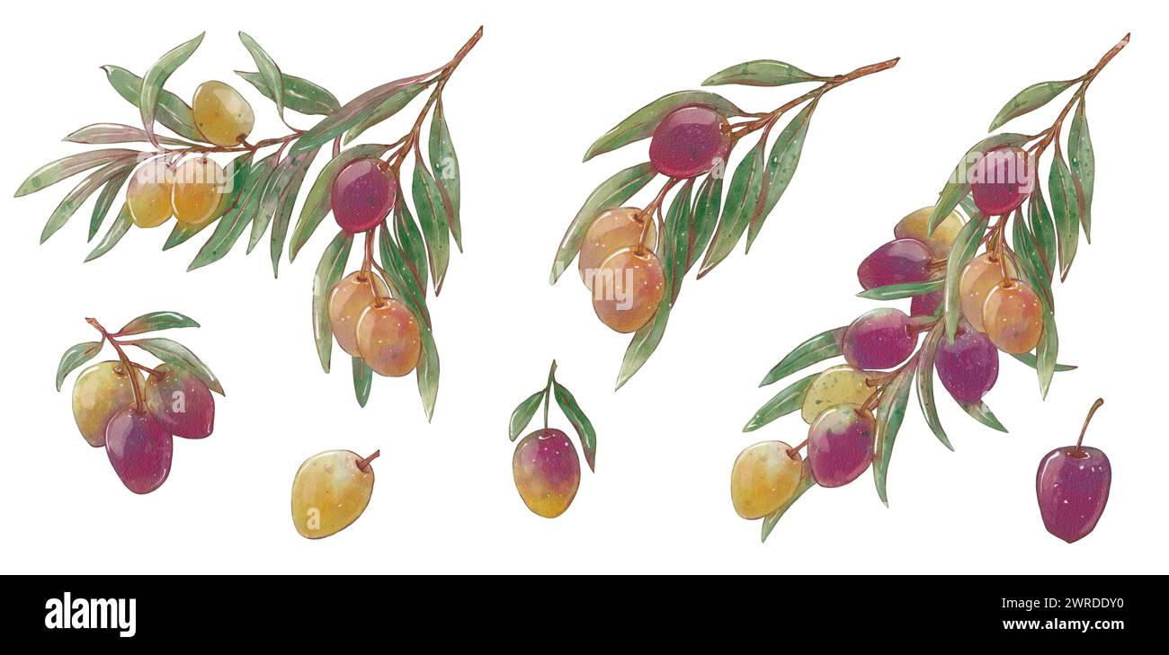Set of Watercolor olive branches with green and black olives. Hand ...