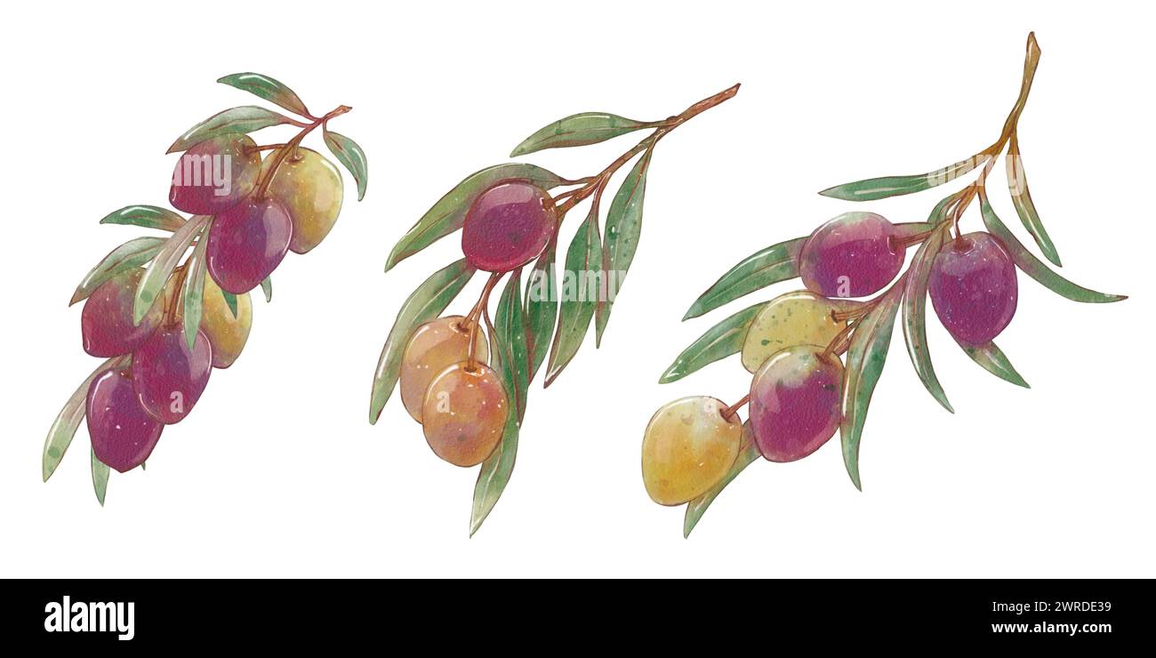 Set of Watercolor olive branches with green and black olives. Hand ...