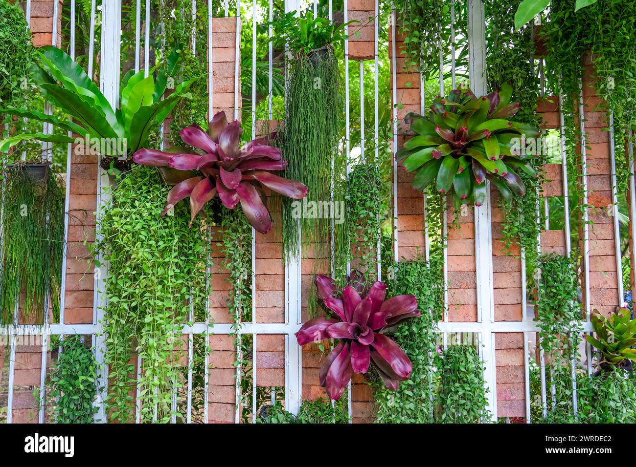 Bromelia multicolor plant with colorful leaves. Grow on the branches on a wooden decorative wall with other amelia liaon plants. Tropical nature green Stock Photo