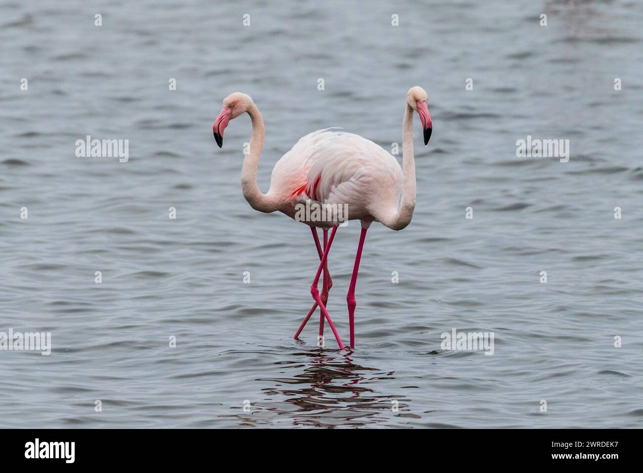 Two pink flamingos walking hi-res stock photography and images - Alamy