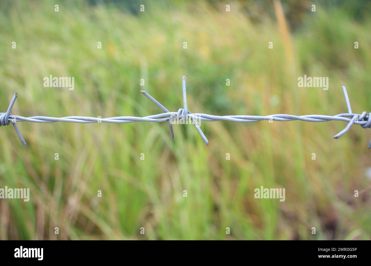Barbed wire fence and green field closeup Stock Photo - Alamy