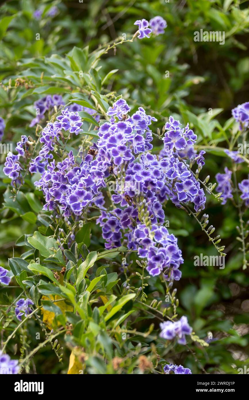 Clusters of purple and white flowers of large hedging shrub Duranta Geisha Girl - Duranta Repens, in Australian garden. Native of tropical Americas. Stock Photo