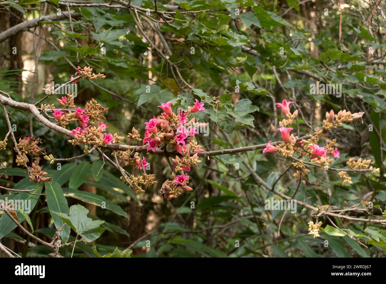 Pink flowers along branch of Australian Queensland Lacebark tree, Brachychiton discolor, growing in clusters in spring. Source of bush-tucker. Stock Photo