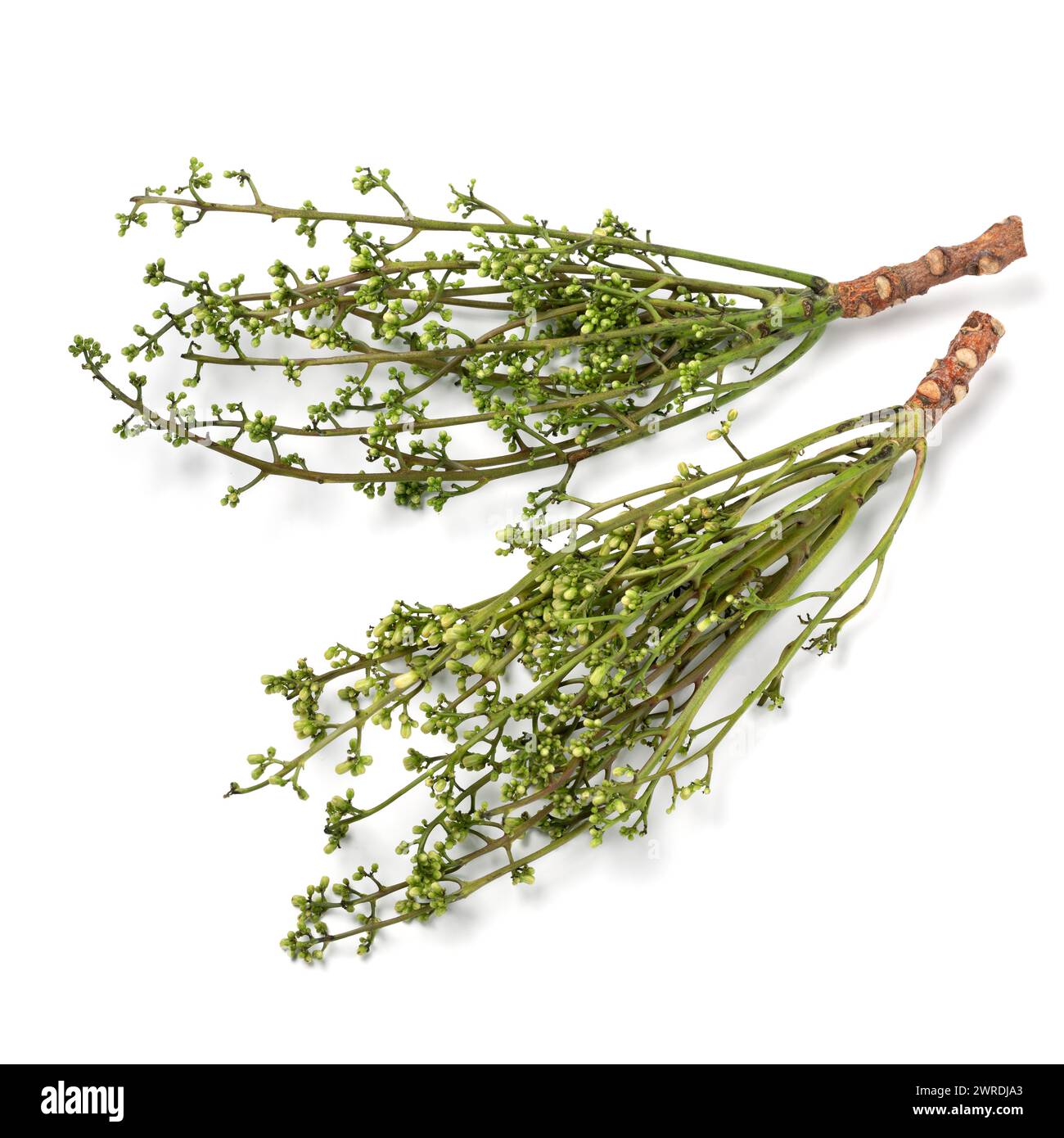 Fresh raw green twigs of Sadao flowers close up isolated on white background Stock Photo