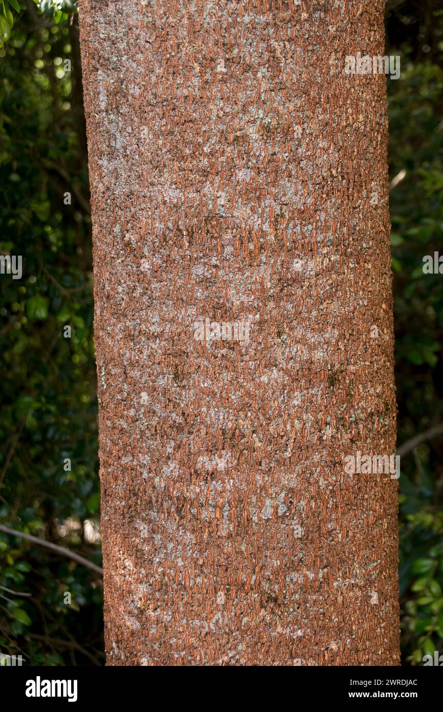 Closeup of trunk of Australian Brown Kurrajong bartramia, in subtropical