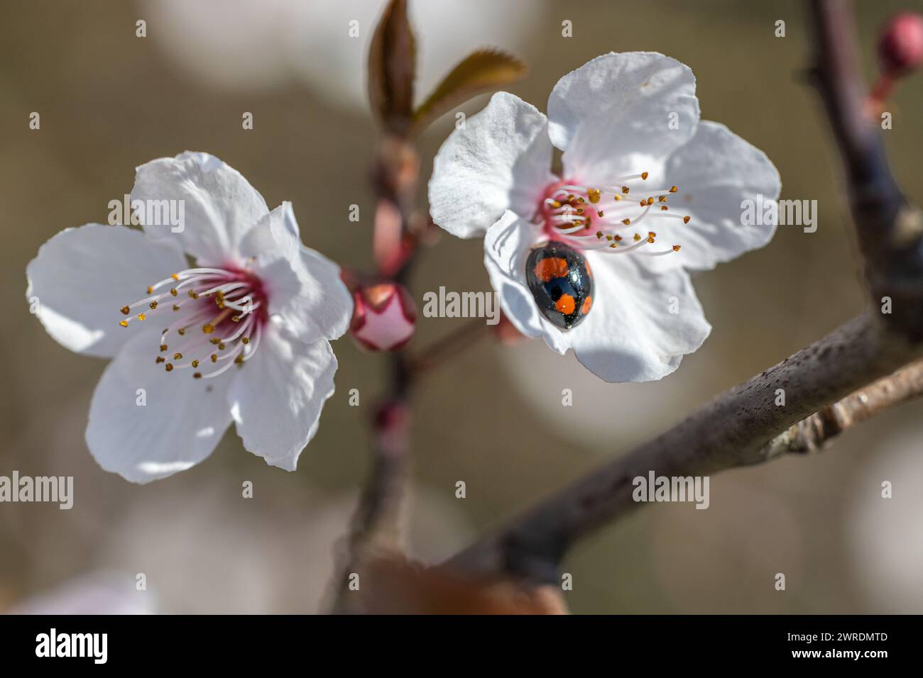 Harlequin Ladybird - Harmonia axyridis - on the flowers of a cherry plum - Prunus cerasifera Stock Photo