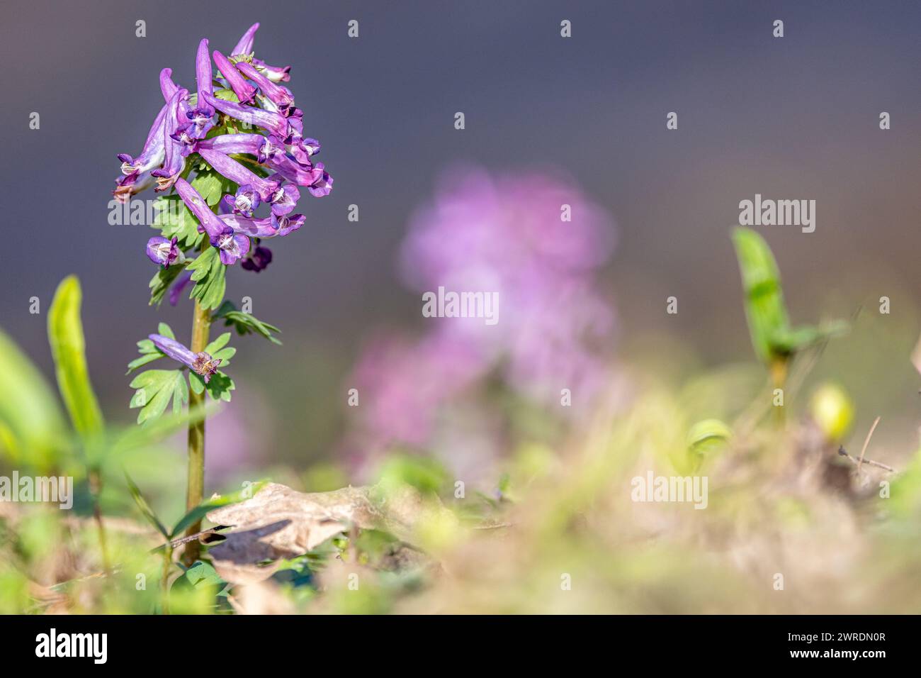 Corydalis cava flowering plant. Purple flowers in spring time. Stock Photo