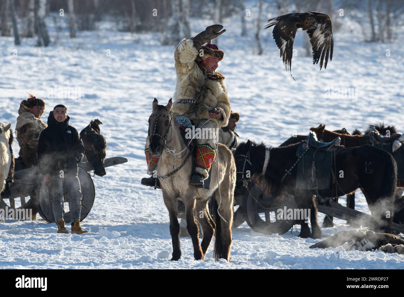 Ulaanbaatar, Mongolia. 10th Mar, 2024. Kazakh man is hunting with eagle