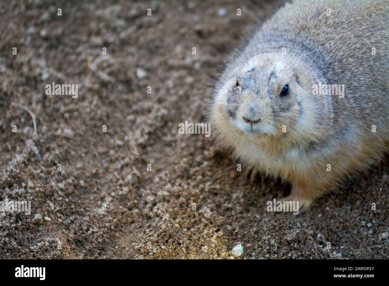 Gray groundhog hi-res stock photography and images - Alamy