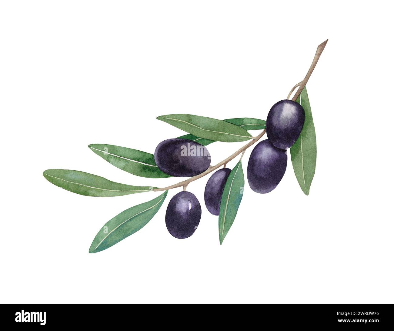 Branch with black olives. Watercolor hand painted illustration isolated ...