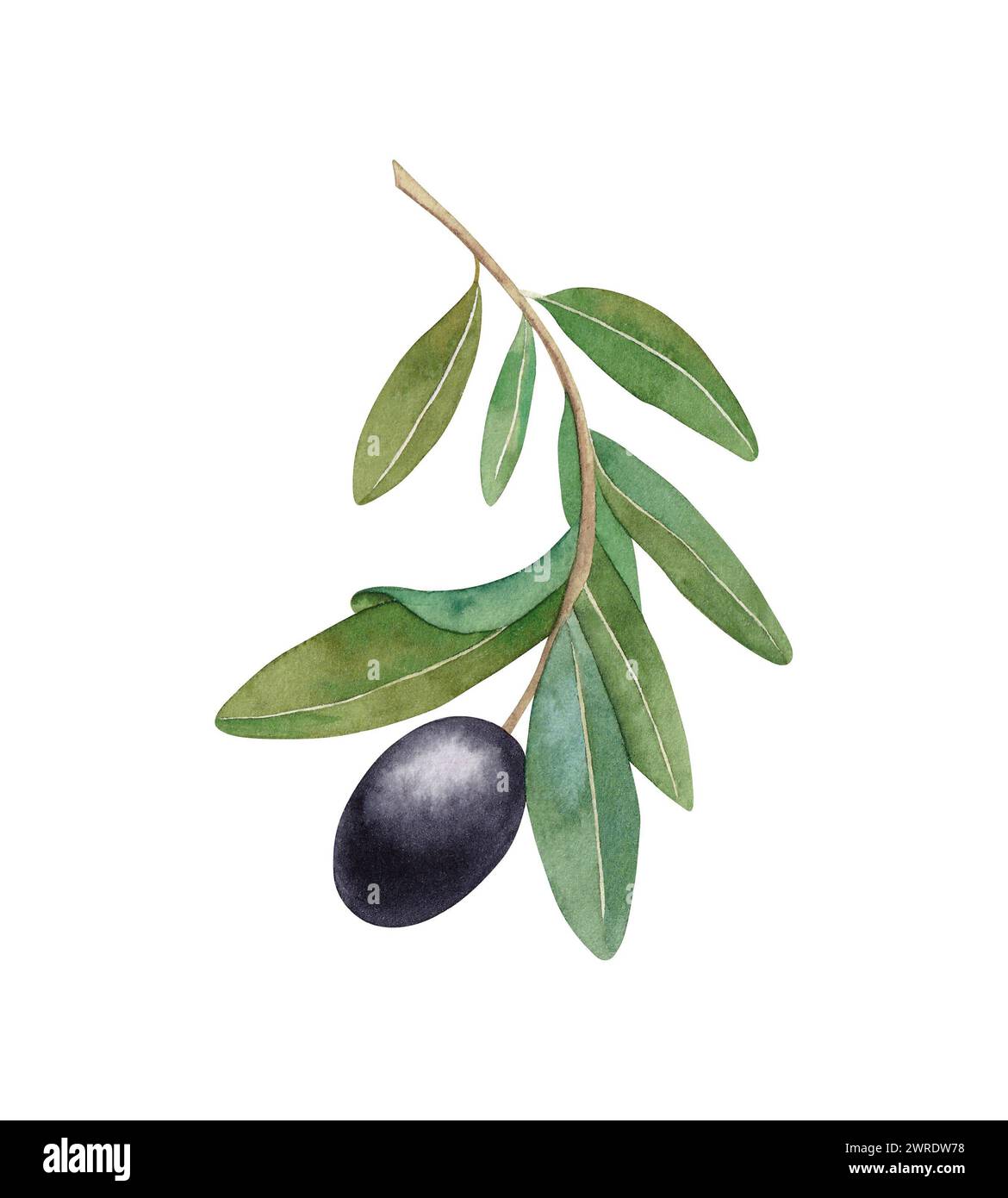 Watercolor branch with black olives isolated on white background. Hand ...