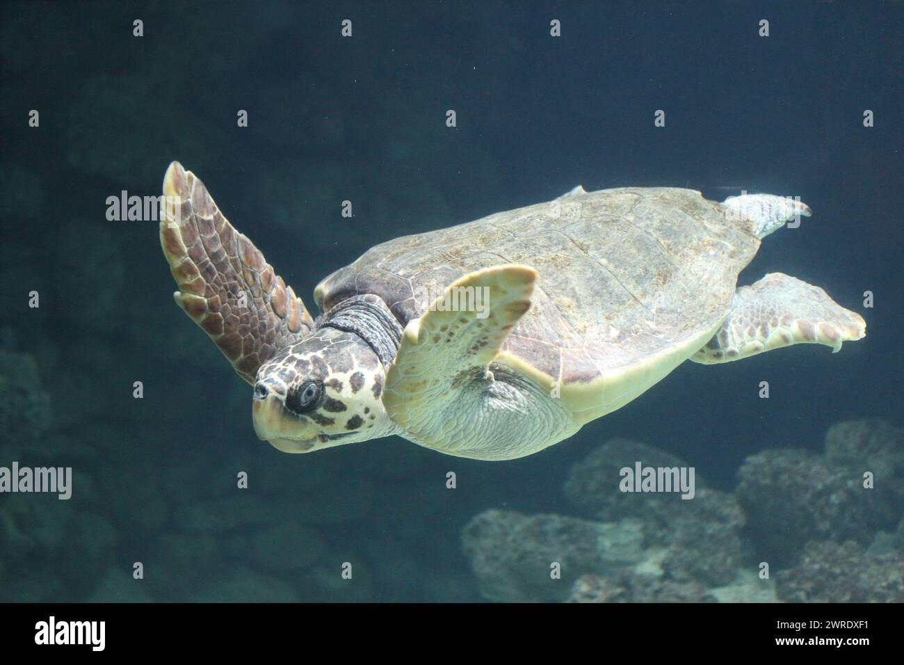 The loggerhead sea turtle (Caretta caretta), or loggerhead, is an oceanic turtle distributed throughout the world. It is a marine reptile, belonging t Stock Photo