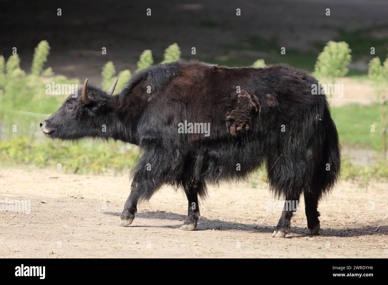 The wild yak (Bos mutus) is a large wild bovid native to the Himalayas. It is the ancestor of the domestic yak (Bos grunniens) Stock Photo