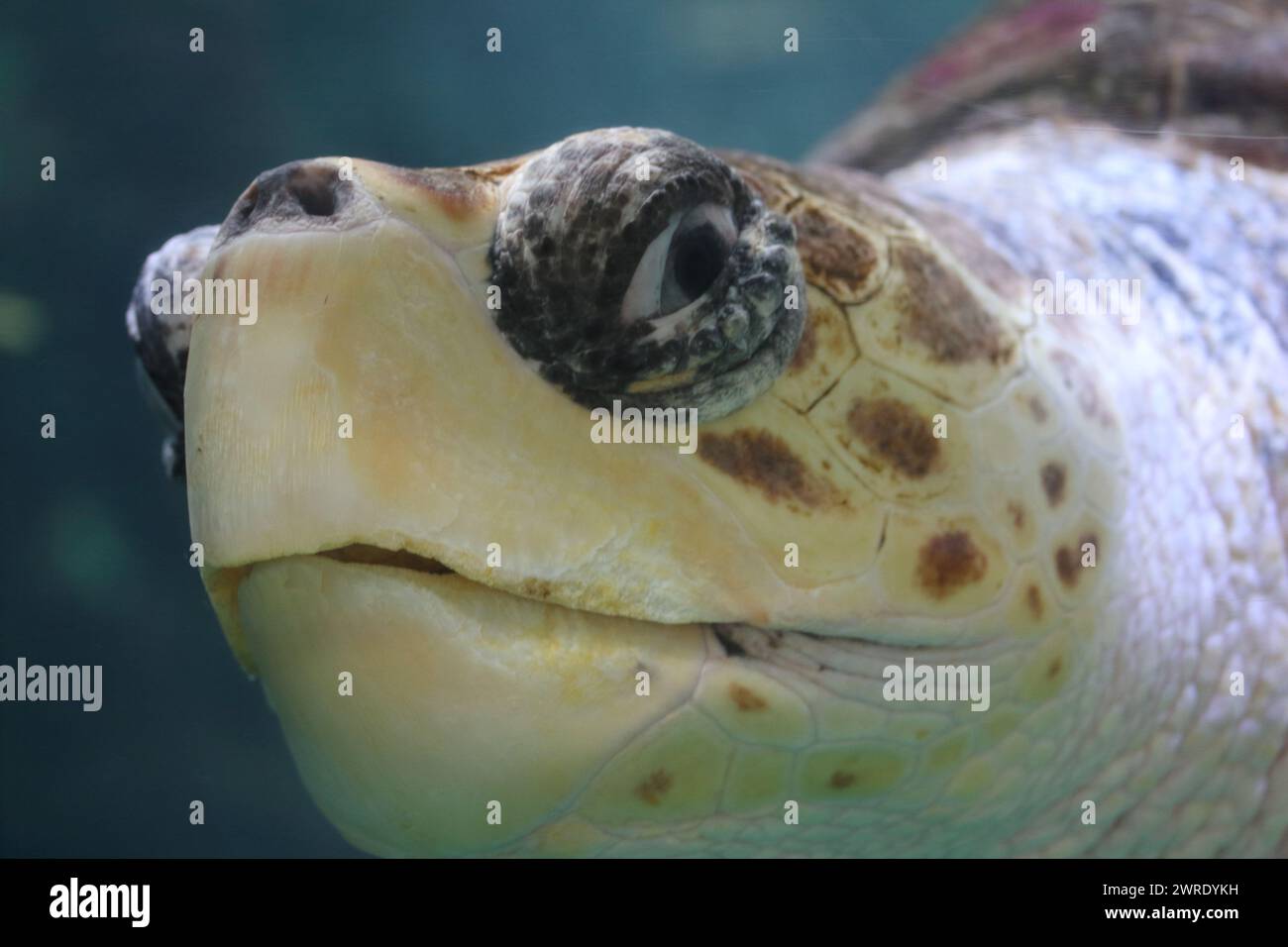 The loggerhead sea turtle (Caretta caretta), or loggerhead, is an oceanic turtle distributed throughout the world. It is a marine reptile, belonging t Stock Photo