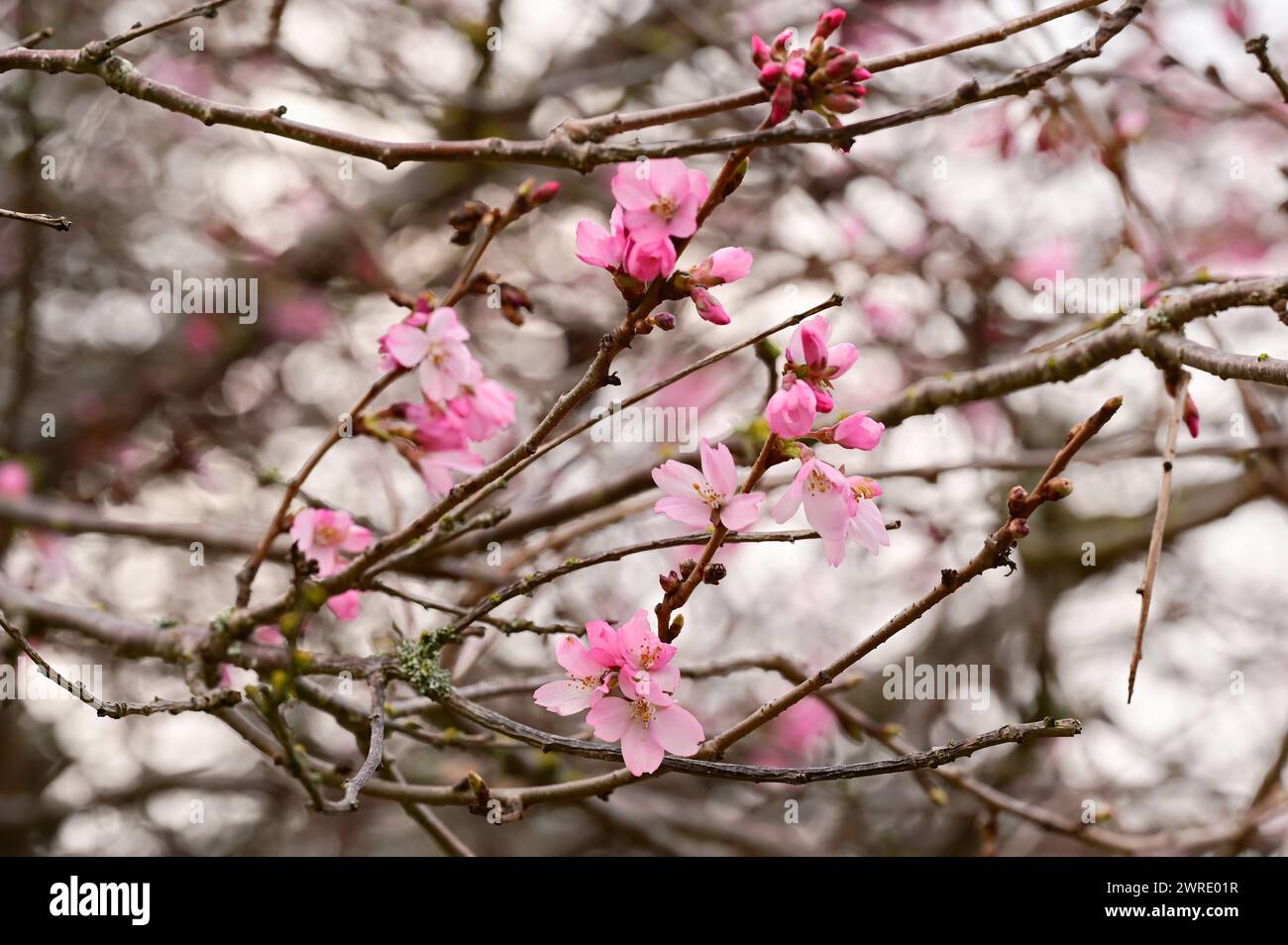 Cherry blossom tree in full hi-res stock photography and images - Alamy