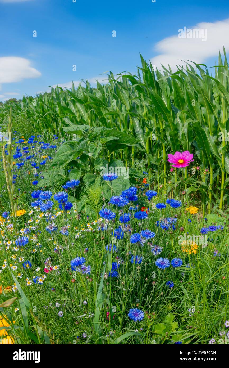 Wildflower meadow, strip of flowers against blue sky, habitat strip of flowers, strip of flowers in front of maize field Stock Photo