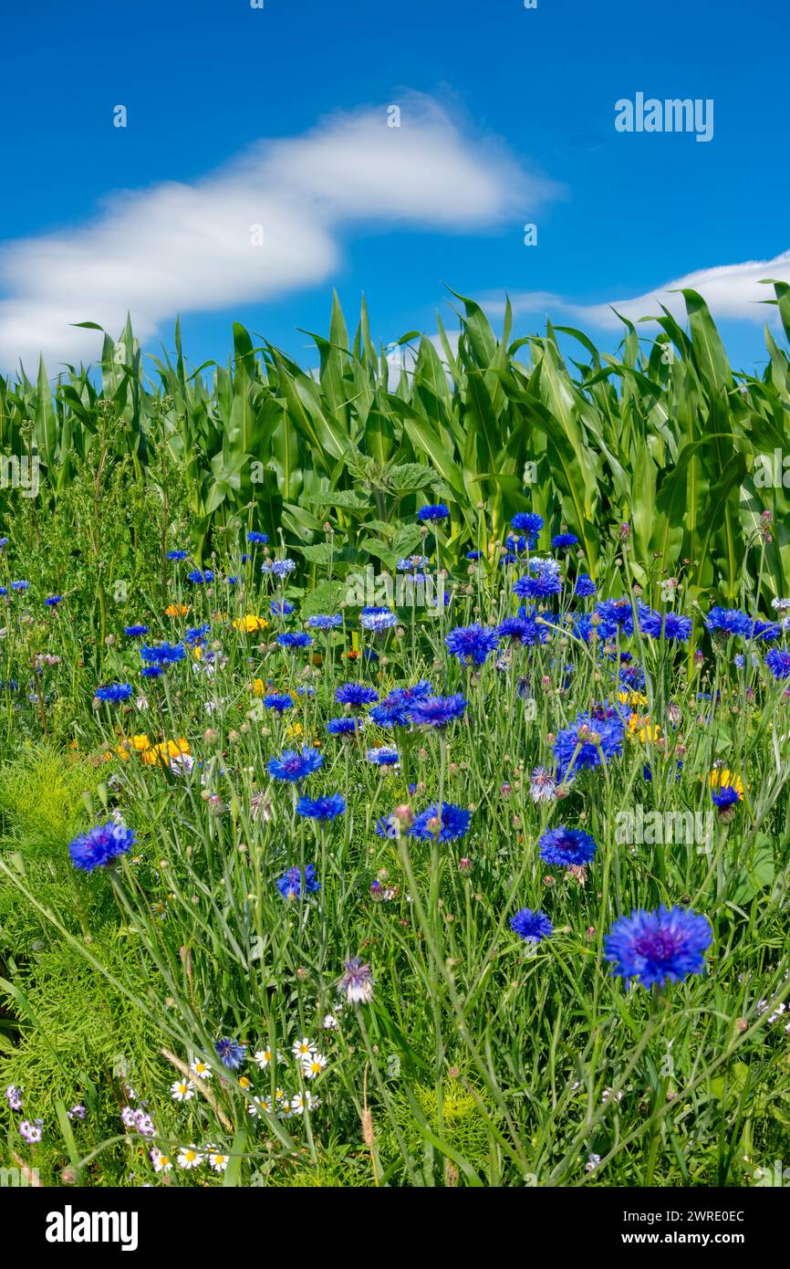 Wildflower meadow, flower strips against blue sky, flower strips habitat, flower strips against maize field Stock Photo