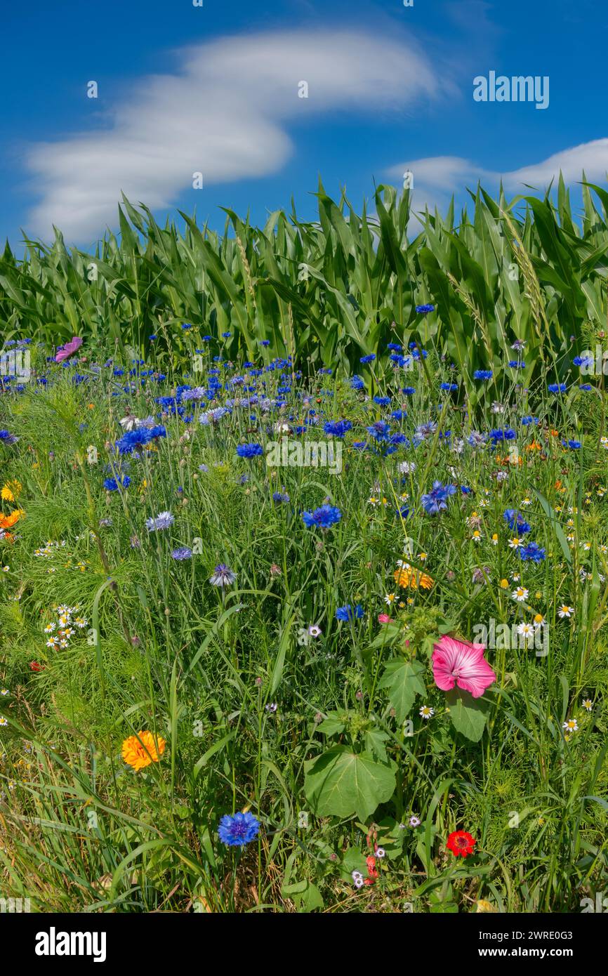Wildflower meadow, flower strips against blue sky, flower strips habitat, flower strips against maize field Stock Photo