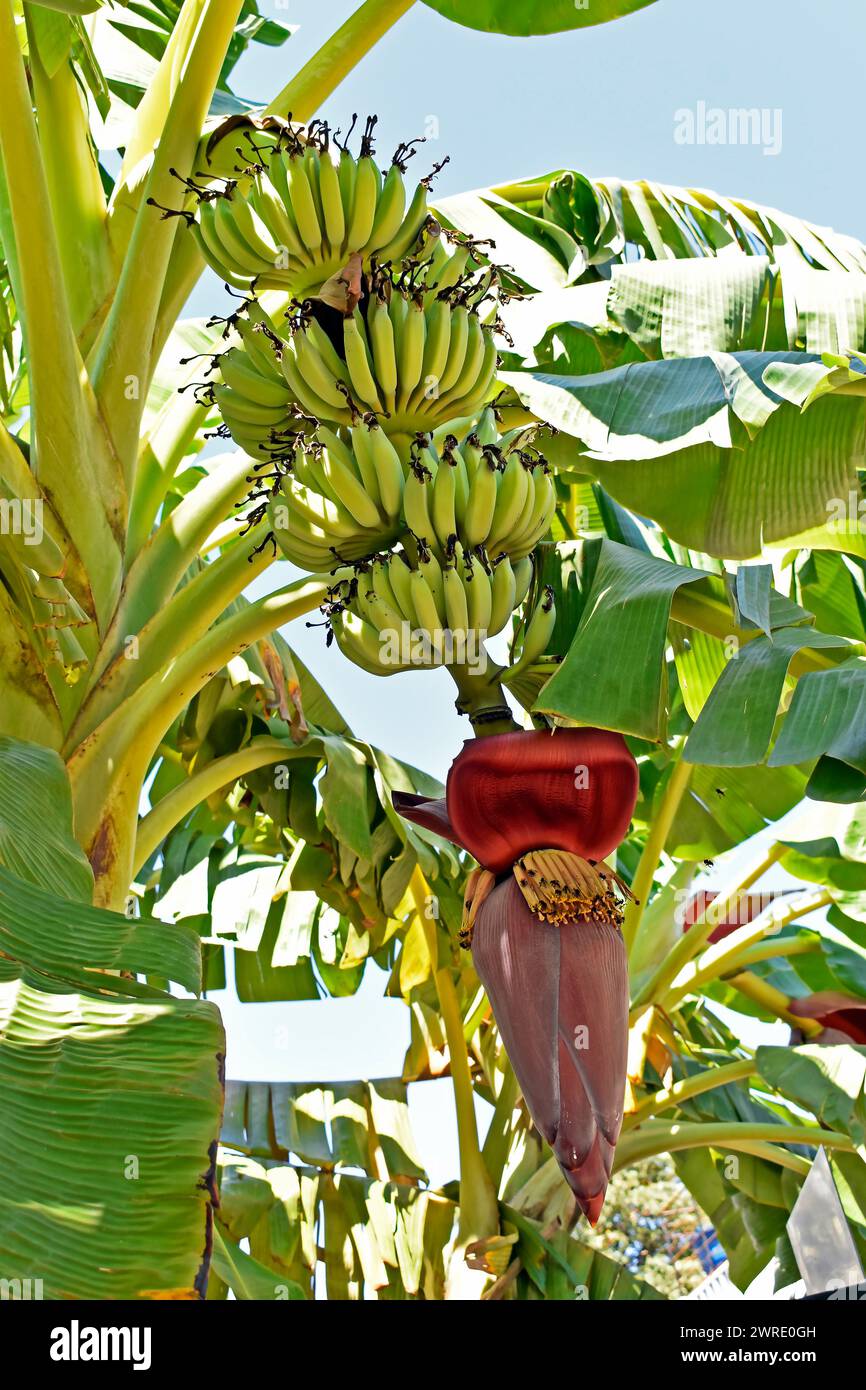 Bunch of green bananas on tree in Ribeirao Preto, Sao Paulo, Brazil Stock Photo