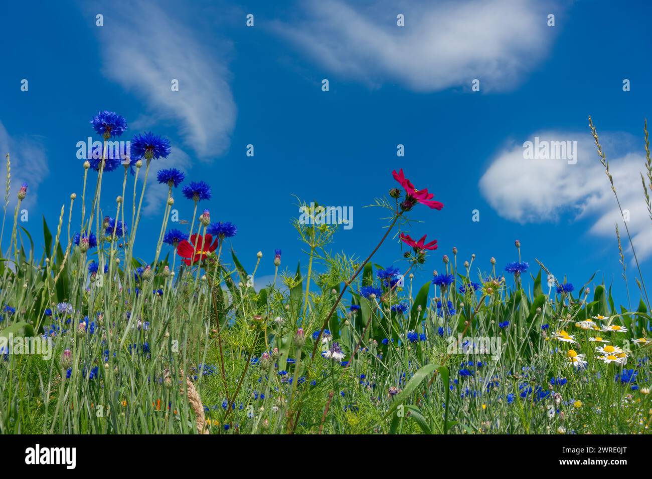 Wild flower meadow, flowering strip in front of blue sky, flowering ...