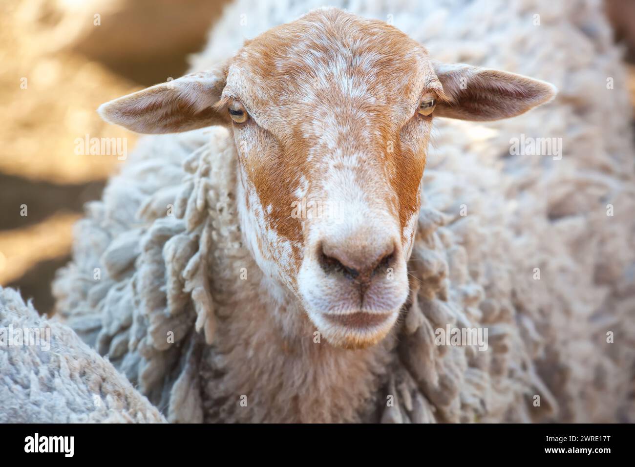 sheep in the corral for cattle and sleeping after a walk in a pasture. Breeding animals on the farm. Stock Photo