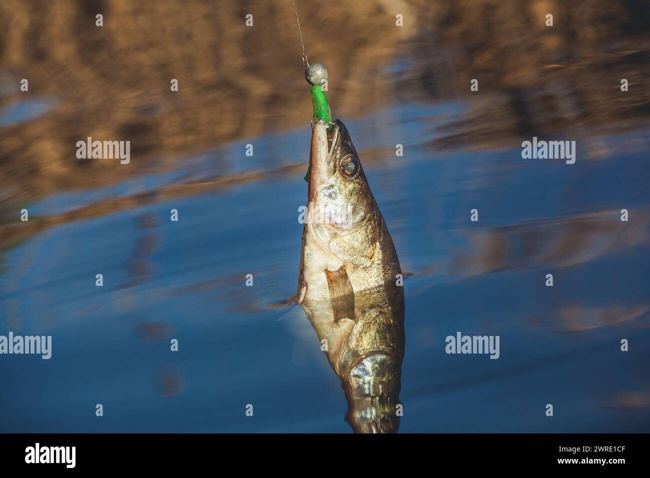 Fish Zander caught on a hook in a freshwater pond Stock Photo - Alamy